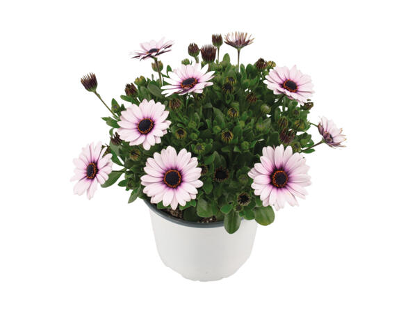 Spansk marguerit