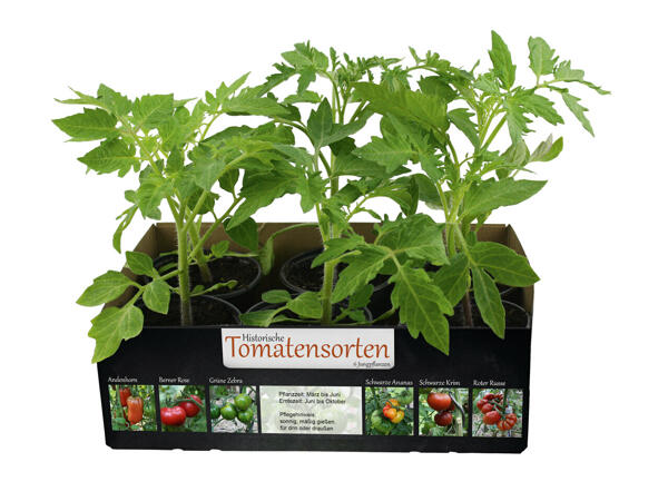 Plants de tomates