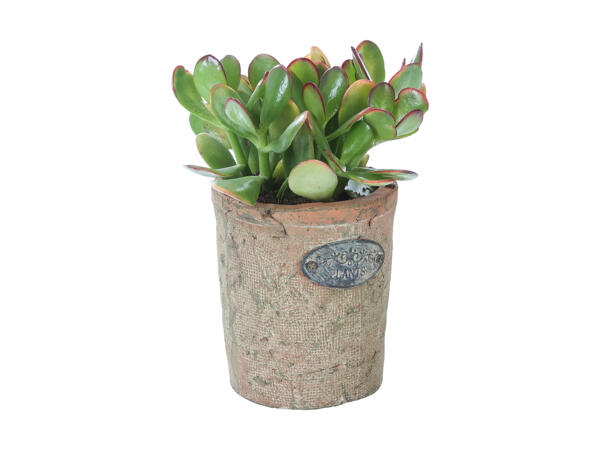 Sukkulent i terracotta