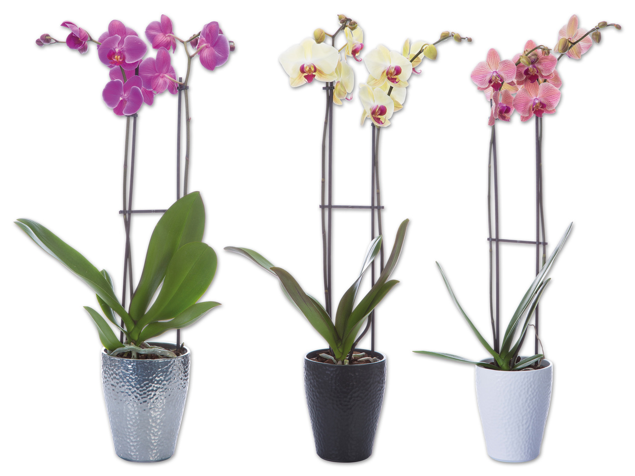 Phalaenopsis 2-Trieber im Keramiktopf