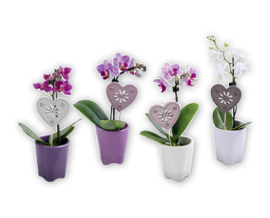 Mini-orchidée