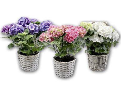 Hortensie im Korb