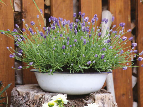 Lavendel 6'er bakke
