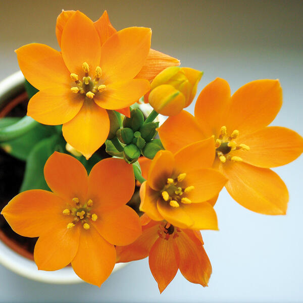 Milchstern "Ornithogalum"