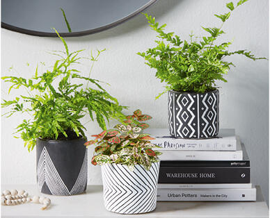 Ferns in Monochrome Pots