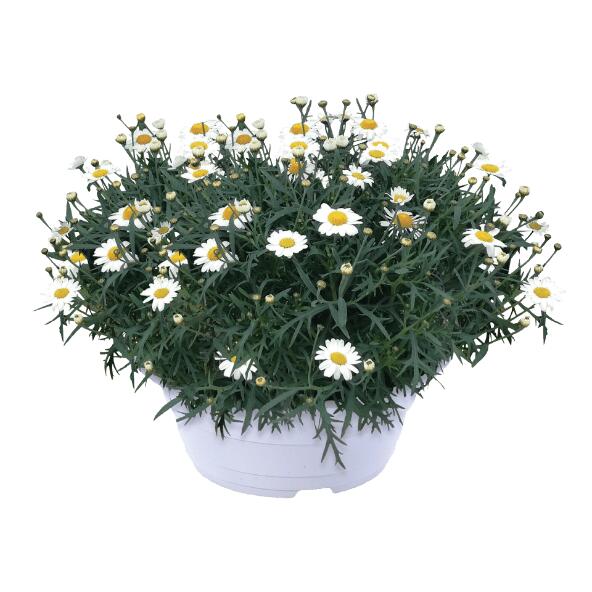 Chrysanthème ou marguerite