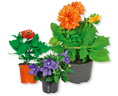 L'été Saisonflor