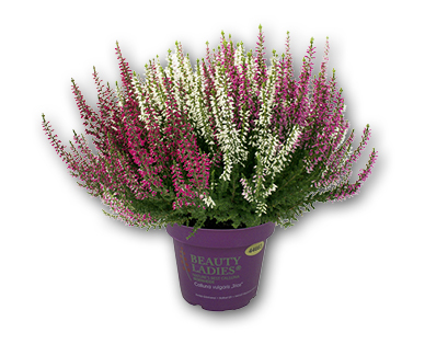 Calluna