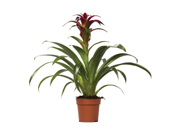 Bromelia