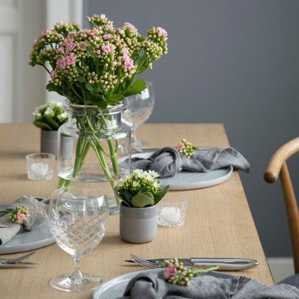 QUEEN 	 				Kalanchoe