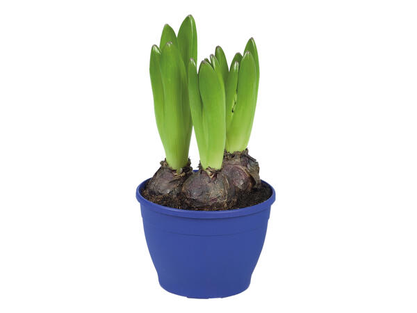 Potted Hyacinth Bulbs