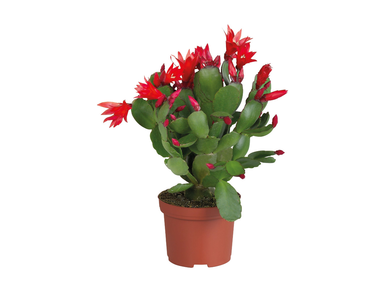 Christmas Cactus1