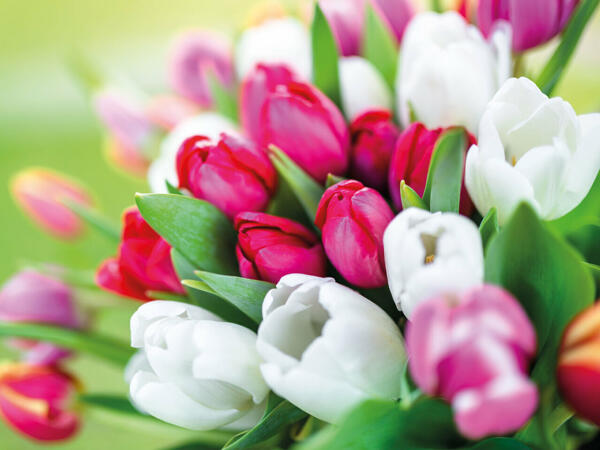 Tulpen