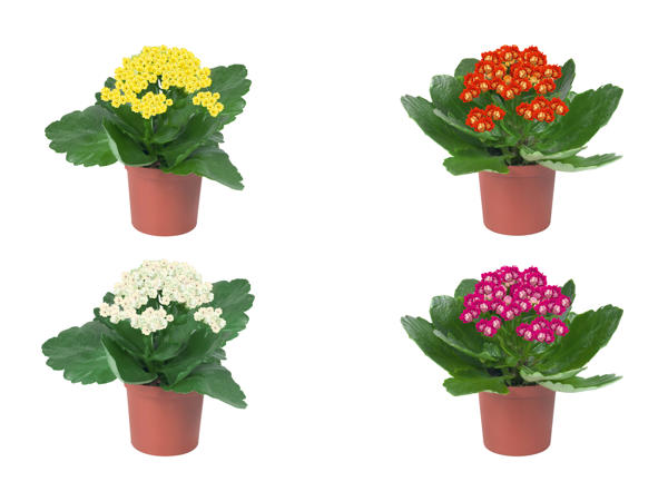 Mini Kalanchoe