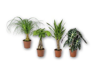 Divers palmiers exclusifs