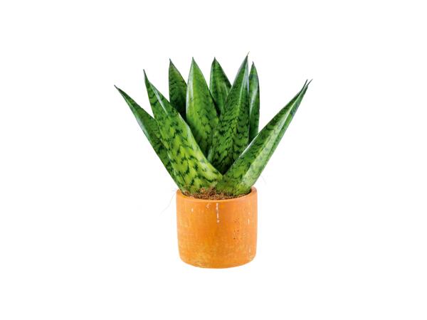 Green Plants "Easy Care"