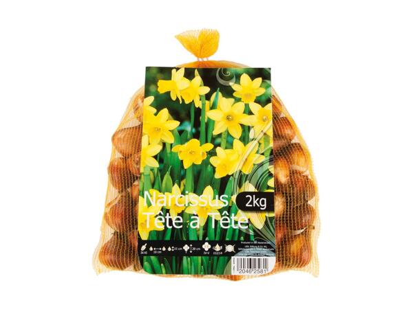 Påskeliljer