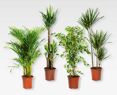Plantes vertes