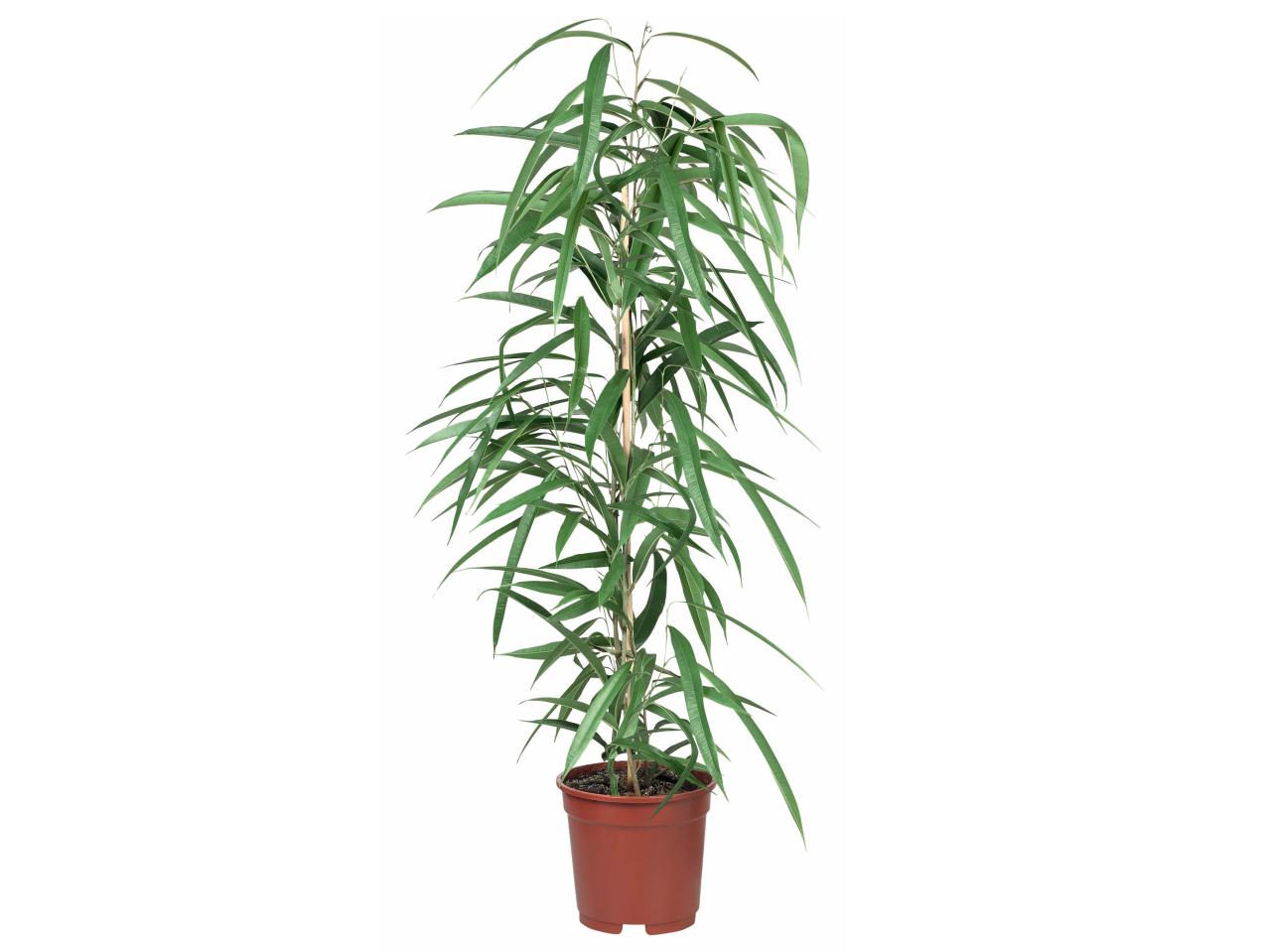 Groene plantenmix
