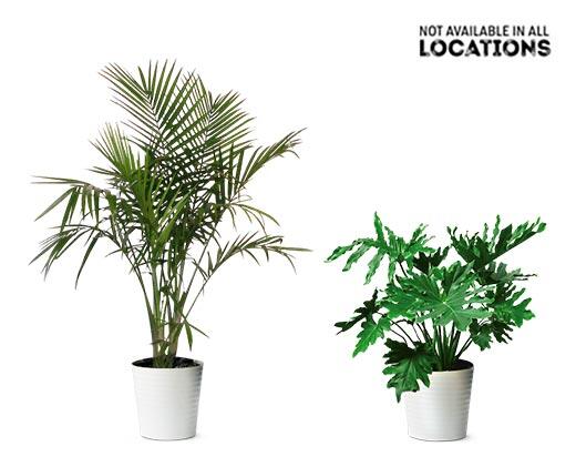 10" Foliage Assorted Varieties