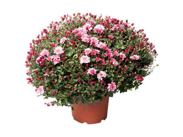 Frilandskrysantemum