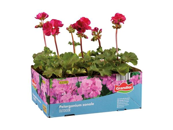 Pelargonie