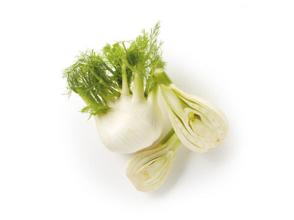 Fennel