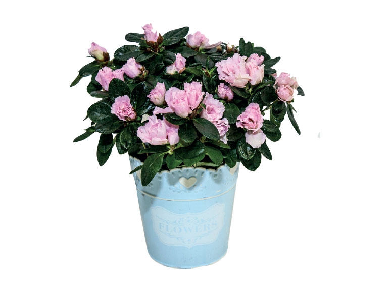 Azalea in Zinc Pot