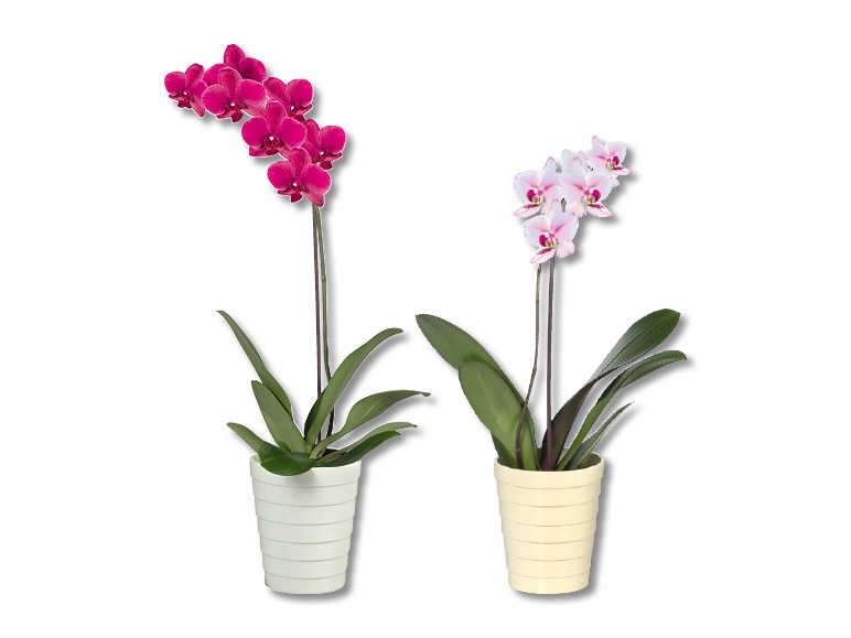 Phalaenopsis dans un pot en céramique Julia