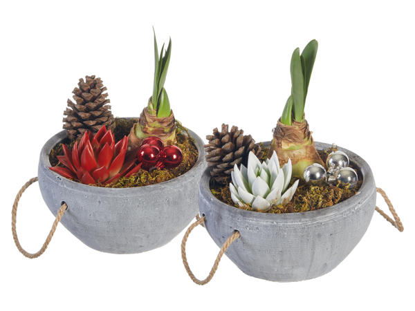 Amaryllis i stenkruka
