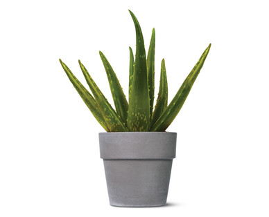 Aloe Vera Plant