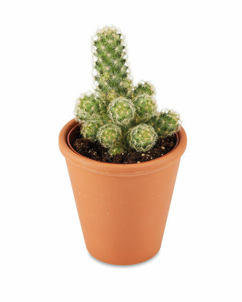 Cacti & Succulents