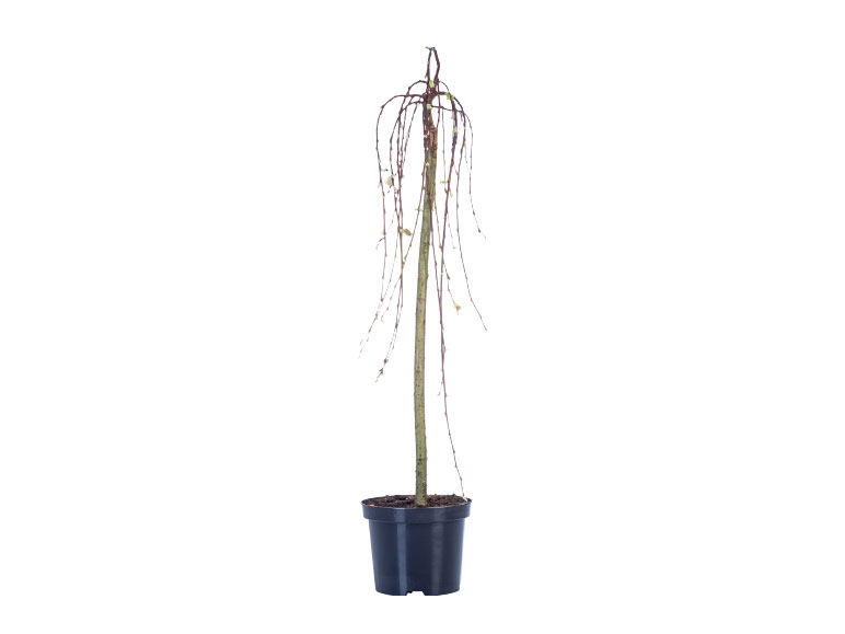 Willow - Available from 12th March