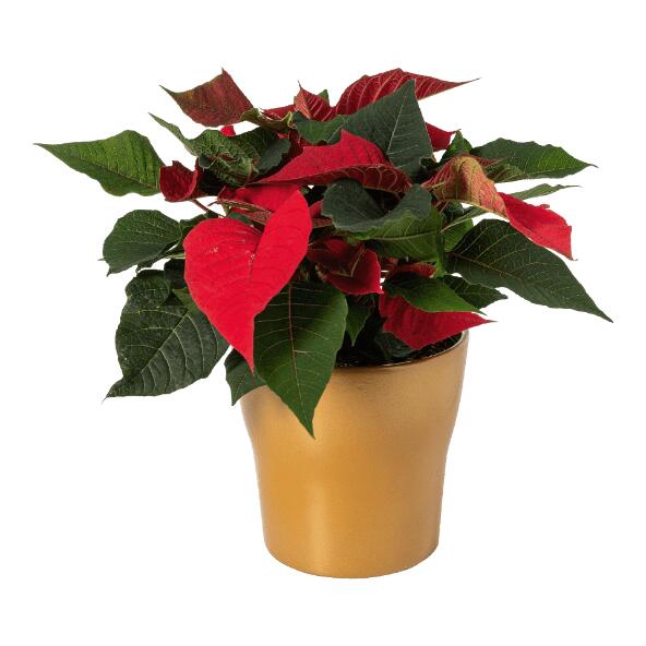 Kerstster