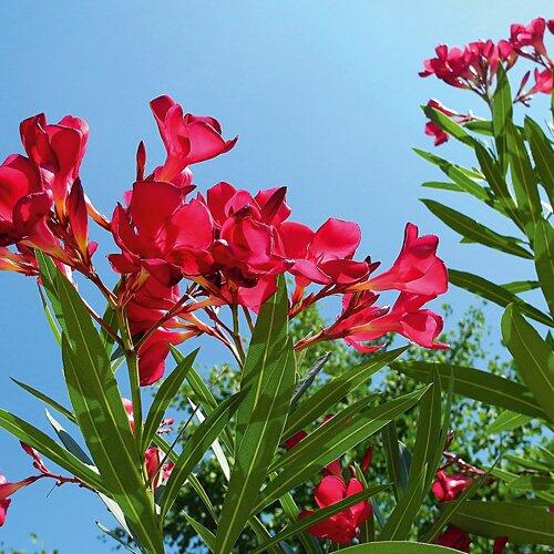 Oleander Trio*