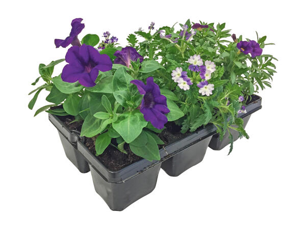 Flowering Plants for Flowerbeds