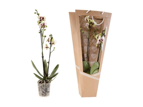Phalaenopsis 2 tiges dans un emballage effet écran de verre