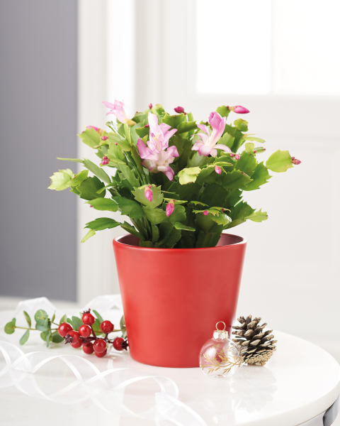 Christmas Cactus