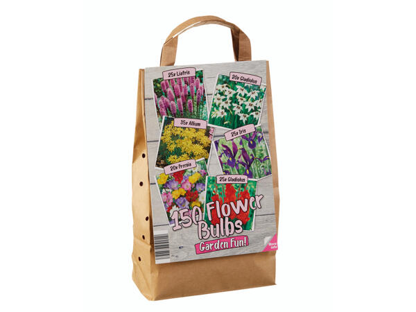 Blumenzwiebeln XXL