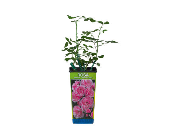 Stor dansk rose