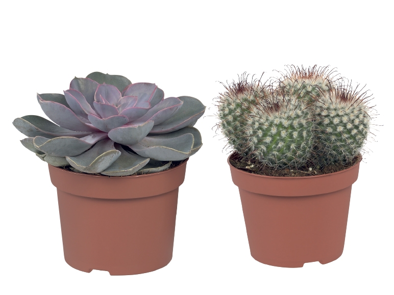 Cacti & Succulents