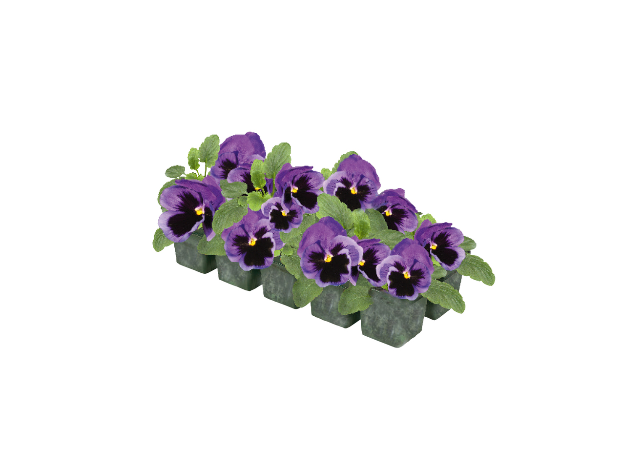 British Violas 1