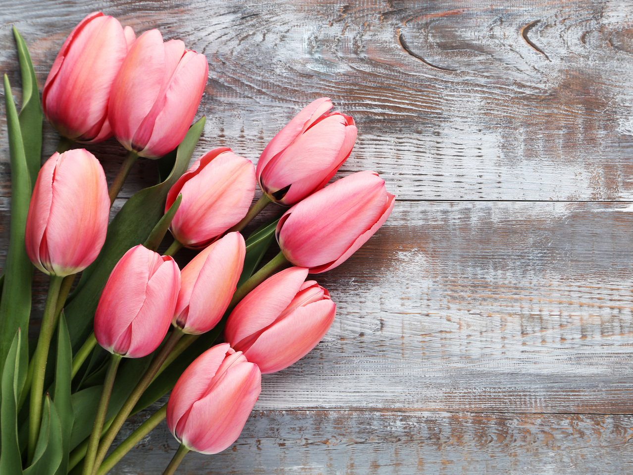 Tulpenzwiebel