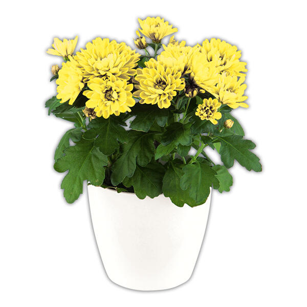 Topfchrysantheme
