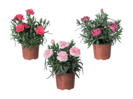 Œillets (dianthus)