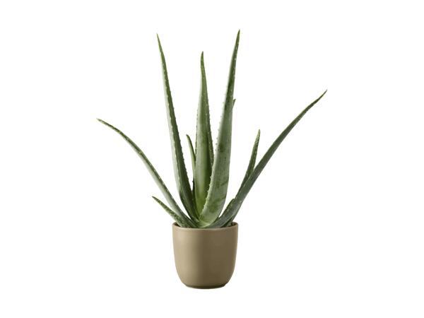 Aloe vera XL