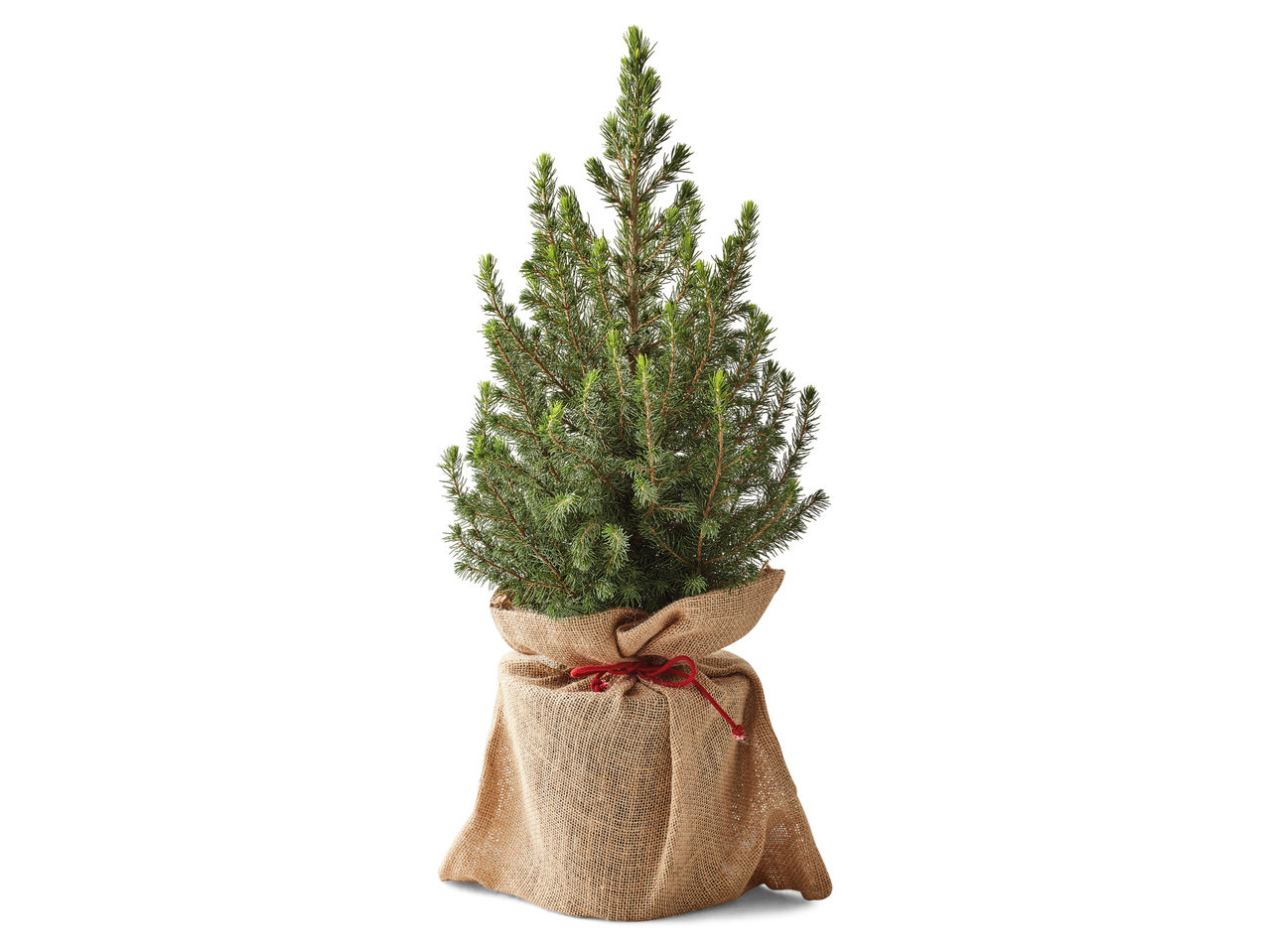 Christmas Tree in Jute Sack1