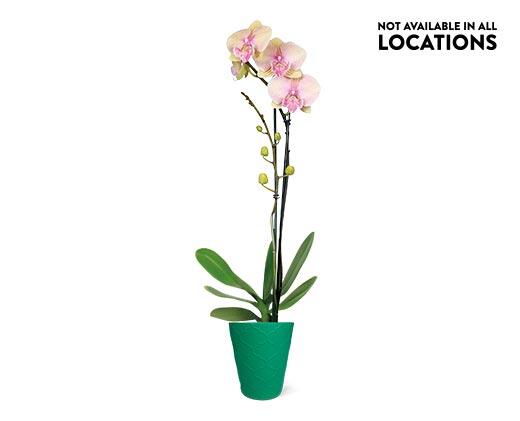 5" Easy Orchid Assorted Colors