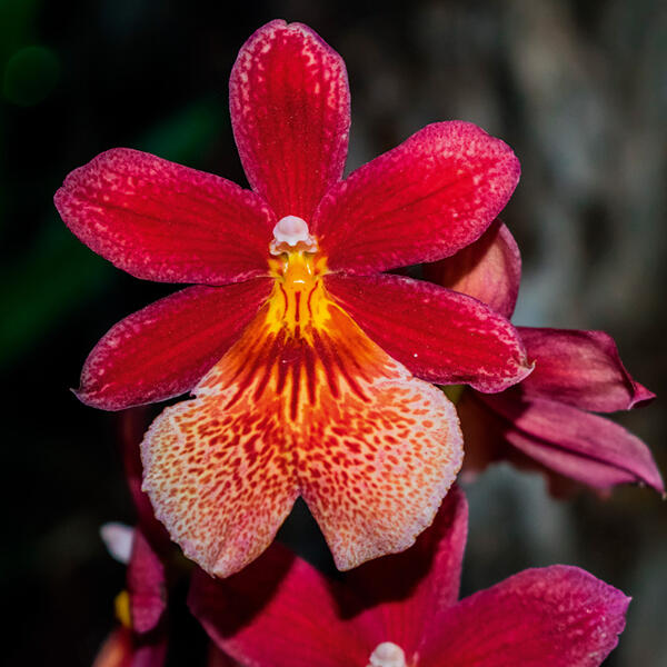 Orchideen-Mix