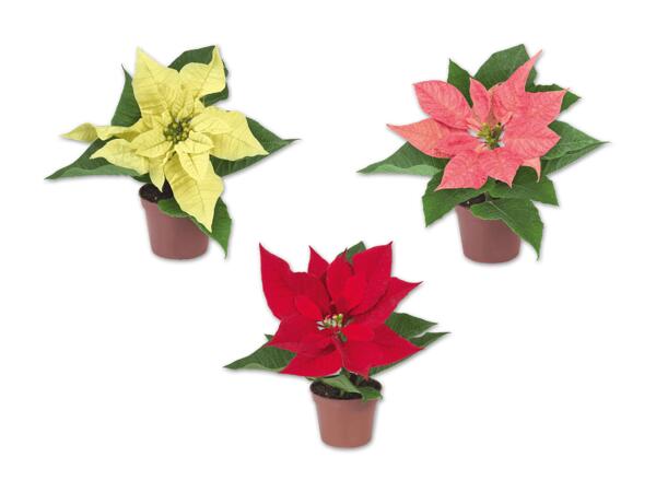 Weihnachtsstern Mini